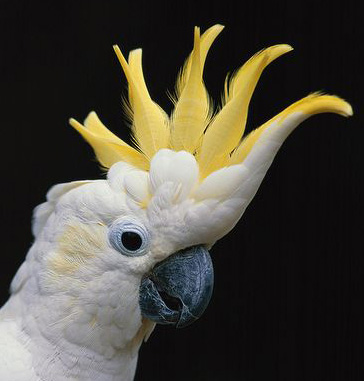 Cacatua sulphurea 